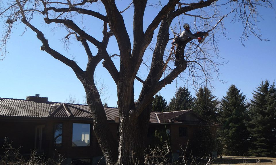 Lethbridge Arborist performing maintenance on a tree on a nice sunny day
