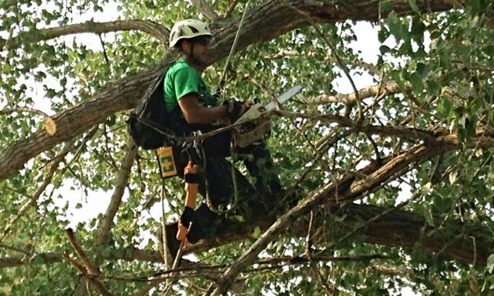 Tori Leavitt performing maintenance on a tree