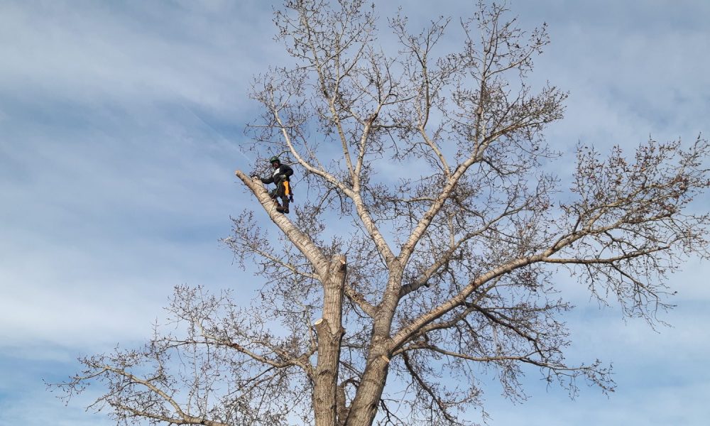 Lethbridge Arborist climbing a tree